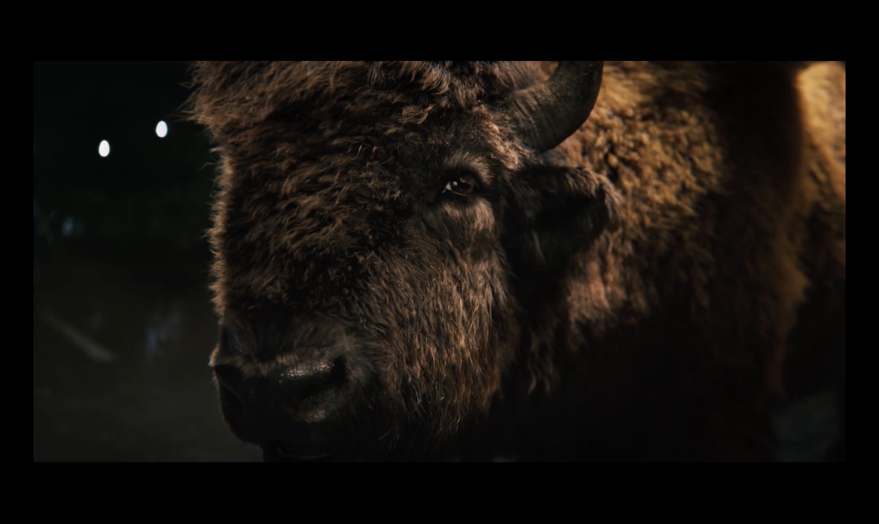 BWW - A Wild Winged Buffalo Walks Into A Bar 